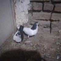 کفتر بوم  پرشی و جفتگاه|پرنده|چناران, |دیوار