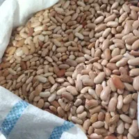 لوبیارشتی بسیارپزاتضمینی