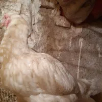 مرغ لاری تخمگذار|حیوانات مزرعه|مشهد, رده|دیوار