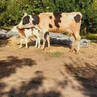 گاو شیری جوان با گوساله سیمنتال قرمز نر