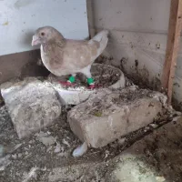 کبوتر هفت رنگ