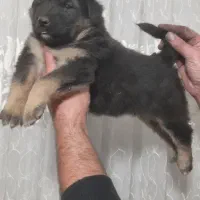 توله ژرمن شولاین ماده هست|سگ|تهران, جوادیه|دیوار