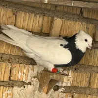 کفتر طوق سیا نر