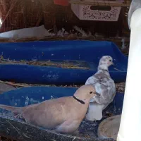 کبوتر خانگی کپوت. جالق|پرنده|سراوان, |دیوار