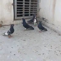 کفتر شهری|پرنده|شیراز, عادل آباد|دیوار