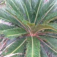 فروش برگ هاوایی  و برگ سیکاس مخصوص گل فروش ها