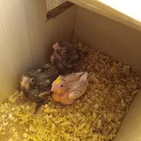 جوجه عروس و جفت لوتینو با تخم و جوجه