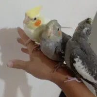 3 تا جوجه عروس هلندی