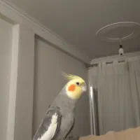 عروس هلندی نر