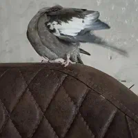 عروس هلندی ماده