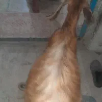 کهره ماده یکساله