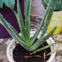 گل هایه زیبا|گل و گیاه طبیعی|جوانرود, |دیوار