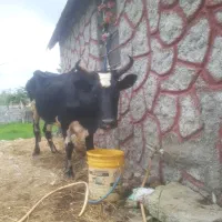 گاو دورگ چالوسی        لیشه ورزا