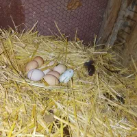 تخم مرغ محلی