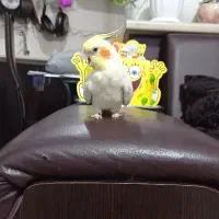دو عدد عروس هلندی نر و ماده