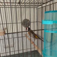 سهره جوجه قفس نشون دارشرور