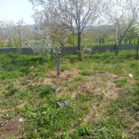 باغ گردو در روستای سیوان