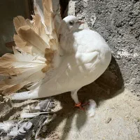 دم چتری کانادایی|پرنده|کاشان, لتحر|دیوار