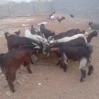 سوپرگوشت کهره بره بز میش.گوساله شتر