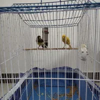 ۲ عدد قناری نر و ماده مست نزدیک به تخم