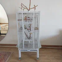 طوطی گرینچیک|پرنده|میاندوآب, |دیوار