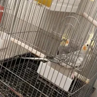 یه جفت عروس هلندی با جوجه