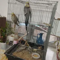 سه عدد عروس هلندی یک جفت  با جوجه پنج ماهه وقفس