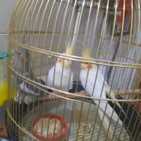 سه عدد عروس هلندی|پرنده|خسروشاه, |دیوار