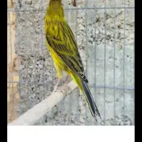 قناری|پرنده|داراب, |دیوار