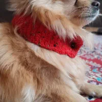 پامر روباهی ماده