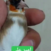 پرنده سهره چونه سفید جفتی،جوجه قفس یاسمین