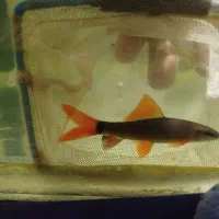 ماهی گورامی.شارک.انجل.مفت و رایگان و اکواریوم ۶۰