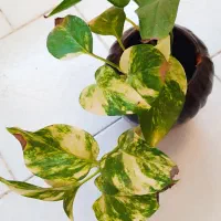 گل پتوس و ناز یخی و کاکتوس|گل و گیاه طبیعی|مشهد, شهرک ابوذر|دیوار