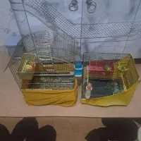 یک جفت طوطی برزیلی و مرغ عشق