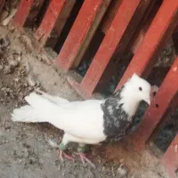 کفتر کبوتر طوقی