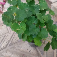 گل وگیاه|گل و گیاه طبیعی|محمدیه-قزوین, |دیوار