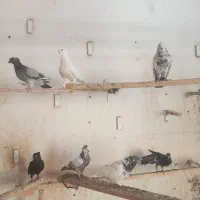 بارجدیدرسیدپرنده سرای حسام