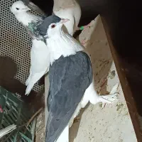 فروش کبوتر