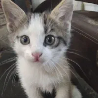 واگذاری رایگان گربهٔ خانگی