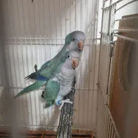 جفت طوطی راهب آبی مولد روی جوجه