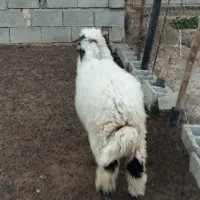 بره نر