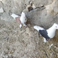 کبوتر قندی و دوکت سیاه|پرنده|اهرم, |دیوار