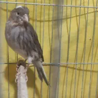 قناری ماده ۱ساله|پرنده|شیروان (خراسان), |دیوار