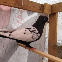 ماده سینه