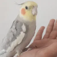 عروس هلندی و مرغ عشق|پرنده|مشهد, حجت|دیوار