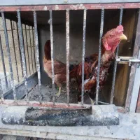 خروس،مرغ و جوجه لاری با قفس|پرنده|رامجین, |دیوار