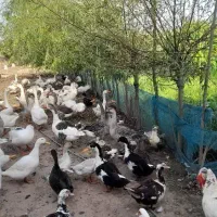 غاز و قو غاز|حیوانات مزرعه|رشت, گلسار|دیوار