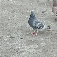 پرنده پلاکی