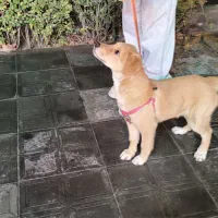 واگذاری رایگان