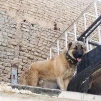 سگ سیاه پوز
